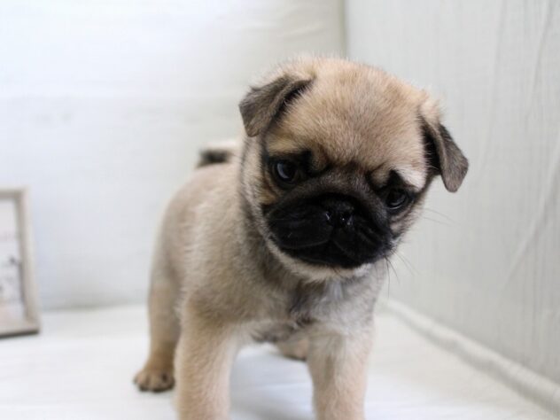 兵庫県のパグ (ペット・プラザ アミーゴ神戸灘店/2025年12月13日生まれ/男の子/フォーン)の子犬の2枚目の画像