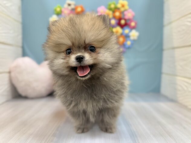 兵庫県のポメラニアン (ワンキャラット アミーゴ姫路飾磨店/2025年12月19日生まれ/男の子/ウルフセーブル)の子犬の4枚目の画像