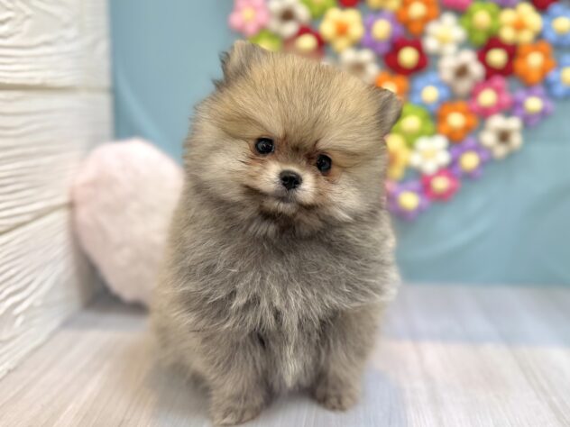 兵庫県のポメラニアン (ワンキャラット アミーゴ姫路飾磨店/2025年12月19日生まれ/男の子/ウルフセーブル)の子犬の3枚目の画像