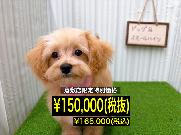 岡山県のハーフ犬・ミックス犬 (アミーゴ倉敷店/2025年10月18日生まれ/女の子/アプリコット)の子犬の1枚目の画像