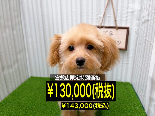 岡山県のハーフ犬・ミックス犬 (アミーゴ倉敷店/2025年10月18日生まれ/女の子/アプリコット)の子犬の1枚目の画像