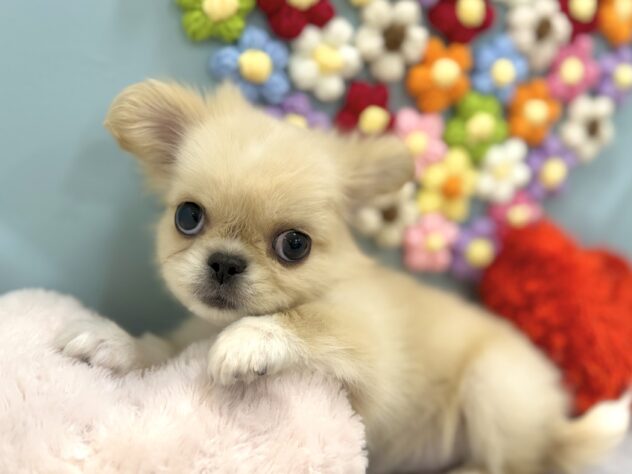 兵庫県のチワペキ/ペキチー/ペキチワ(チワワ×ペキニーズ) (ワンキャラット アミーゴ姫路飾磨店/2025年12月4日生まれ/男の子/ホワイト)の子犬の1枚目の画像