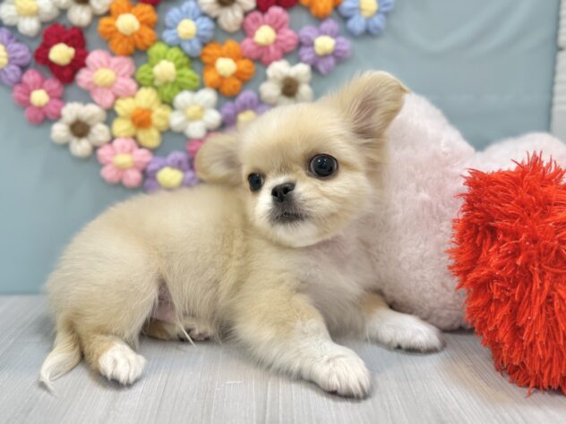 兵庫県のチワペキ/ペキチー/ペキチワ(チワワ×ペキニーズ) (ワンキャラット アミーゴ姫路飾磨店/2025年12月4日生まれ/男の子/ホワイト)の子犬の2枚目の画像