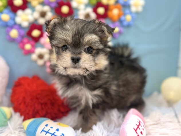 兵庫県のハーフ犬・ミックス犬 (ワンキャラット アミーゴ姫路飾磨店/2025年12月21日生まれ/女の子/フォーン)の子犬の2枚目の画像