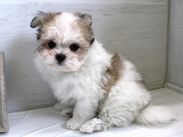 兵庫県のハーフ犬・ミックス犬 (ペット・プラザ アミーゴ神戸灘店/2025年12月15日生まれ/女の子/ホワイトフォーン)の子犬の2枚目の画像