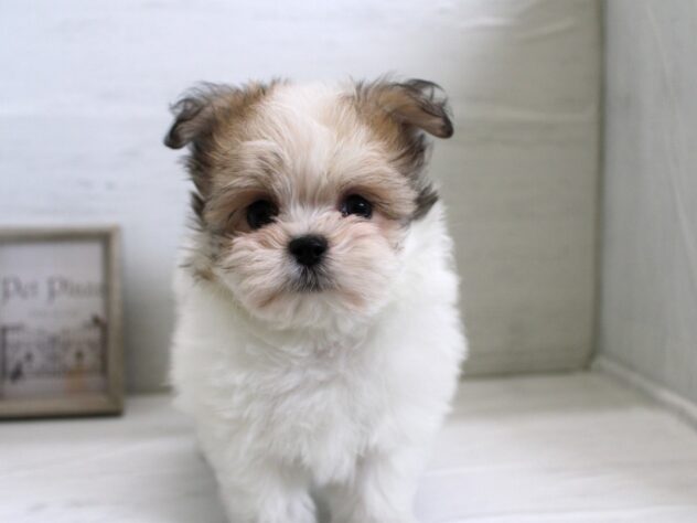 兵庫県のハーフ犬・ミックス犬 (ペット・プラザ アミーゴ神戸灘店/2025年12月15日生まれ/女の子/ホワイトフォーン)の子犬の3枚目の画像