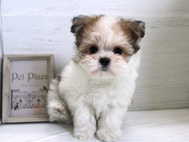 兵庫県のハーフ犬・ミックス犬 (ペット・プラザ アミーゴ神戸灘店/2025年12月15日生まれ/女の子/ホワイトフォーン)の子犬の1枚目の画像