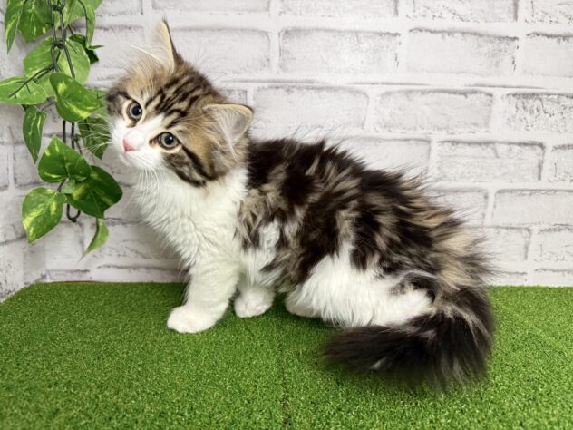 岡山県のノルウェージャンフォレストキャット (アミーゴ妹尾店/2025年12月29日生まれ/男の子/ブラウンタビーホワイト)の子猫の1枚目の画像