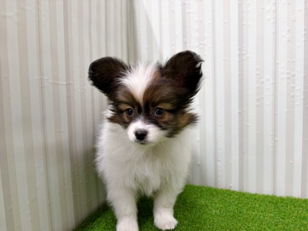 岡山県のパピヨン (アミーゴ倉敷店/2025年12月21日生まれ/男の子/ホワイトブラウン)の子犬の3枚目の画像