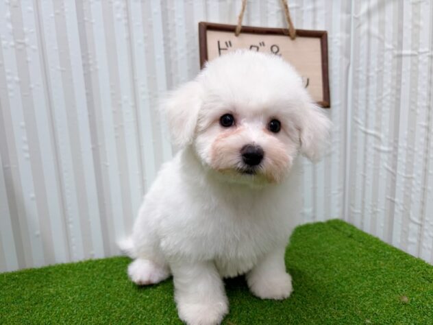 岡山県のビションフリーゼ (アミーゴ倉敷店/2025年12月18日生まれ/女の子/ホワイト)の子犬の3枚目の画像