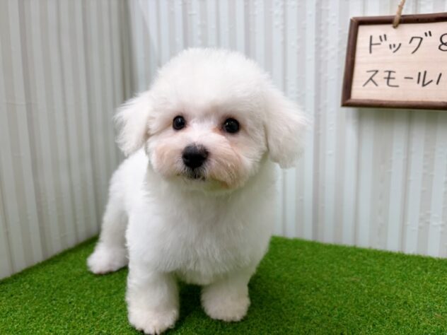 岡山県のビションフリーゼ (アミーゴ倉敷店/2025年12月18日生まれ/女の子/ホワイト)の子犬の2枚目の画像