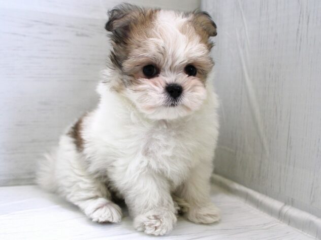 兵庫県のハーフ犬・ミックス犬 (ペット・プラザ アミーゴ神戸灘店/2025年12月15日生まれ/女の子/ホワイトフォーン)の子犬の4枚目の画像