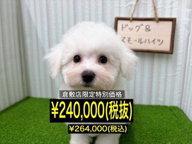 岡山県のビションフリーゼ (アミーゴ倉敷店/2025年12月18日生まれ/女の子/ホワイト)の子犬の1枚目の画像