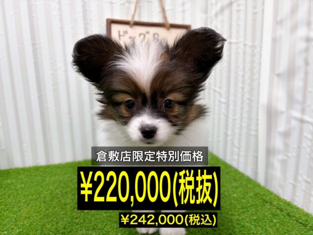 岡山県のパピヨン (アミーゴ倉敷店/2025年12月21日生まれ/男の子/ホワイトブラウン)の子犬の1枚目の画像