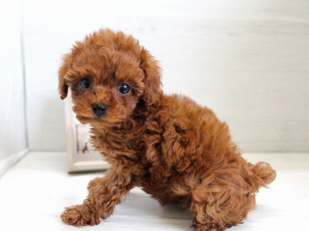 兵庫県のトイプードル(トイ) (ペット・プラザ アミーゴ神戸灘店/2025年12月13日生まれ/女の子/レッドフォーン)の子犬の2枚目の画像