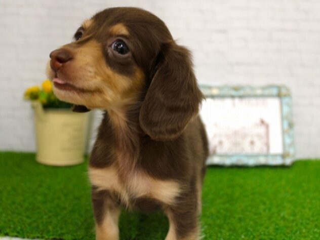 兵庫県のミニチュアダックスフンド(ロング) (ペット・プラザ アミーゴ尼崎昭和通店/2025年11月30日生まれ/男の子/チョコレートタン)の子犬の3枚目の画像