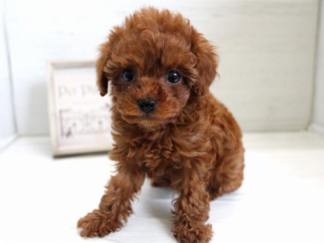 兵庫県のトイプードル(トイ) (ペット・プラザ アミーゴ神戸灘店/2025年12月13日生まれ/女の子/レッドフォーン)の子犬の1枚目の画像