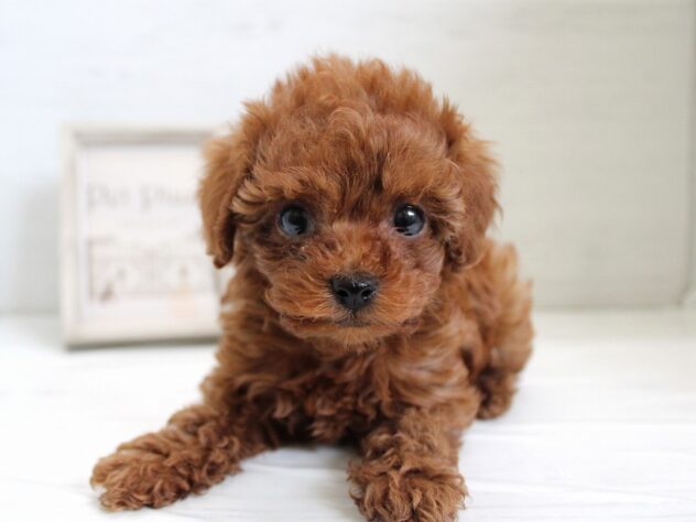 兵庫県のトイプードル(トイ) (ペット・プラザ アミーゴ神戸灘店/2025年12月13日生まれ/女の子/レッドフォーン)の子犬の3枚目の画像