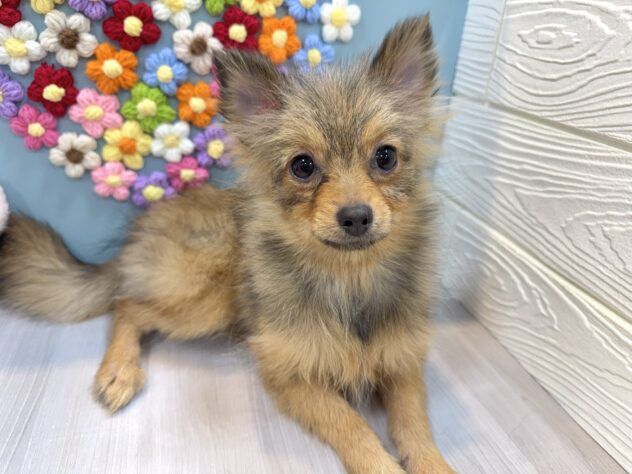 兵庫県のポメラニアン (ワンキャラット アミーゴ姫路飾磨店/2025年8月24日生まれ/女の子/オレンジ)の子犬の2枚目の画像