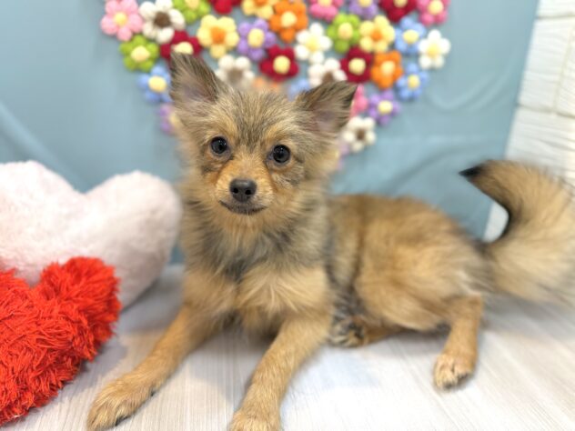 兵庫県のポメラニアン (ワンキャラット アミーゴ姫路飾磨店/2025年8月24日生まれ/女の子/オレンジ)の子犬の3枚目の画像