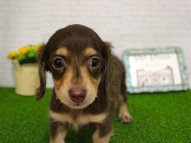 兵庫県のミニチュアダックスフンド(ロング) (ペット・プラザ アミーゴ尼崎昭和通店/2025年11月30日生まれ/男の子/チョコレートタン)の子犬の2枚目の画像