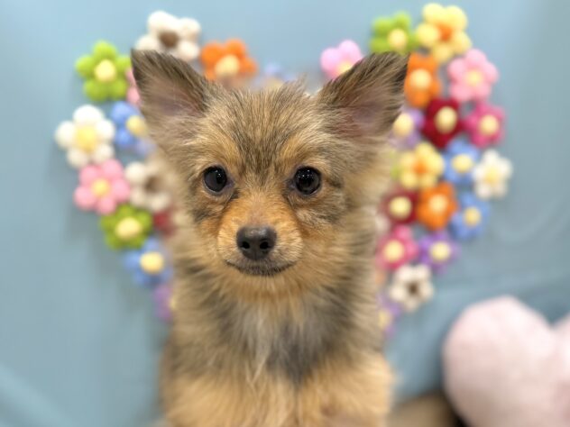 兵庫県のポメラニアン (ワンキャラット アミーゴ姫路飾磨店/2025年8月24日生まれ/女の子/オレンジ)の子犬の1枚目の画像