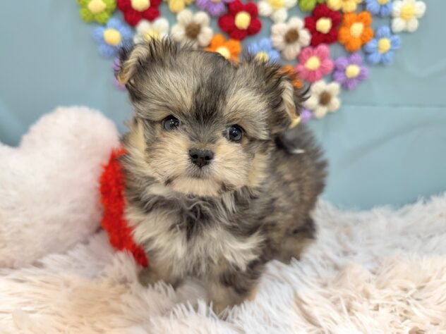 兵庫県のハーフ犬・ミックス犬 (ワンキャラット アミーゴ姫路飾磨店/2025年12月21日生まれ/女の子/フォーン)の子犬の4枚目の画像