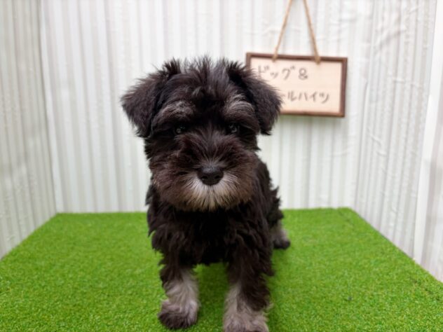 岡山県のミニチュアシュナウザー (アミーゴ倉敷店/2025年12月15日生まれ/女の子/ブラックシルバー)の子犬の3枚目の画像