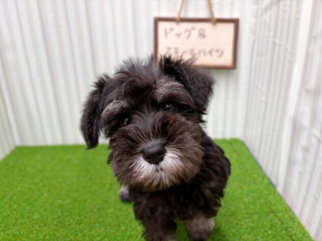 岡山県のミニチュアシュナウザー (アミーゴ倉敷店/2025年12月15日生まれ/女の子/ブラックシルバー)の子犬の2枚目の画像