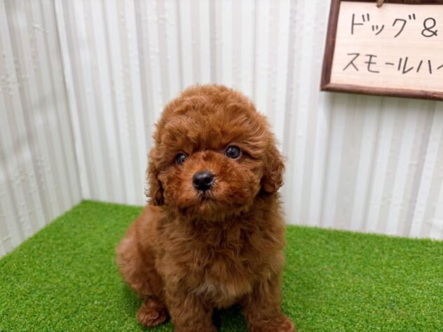岡山県のトイプードル(トイ) (アミーゴ倉敷店/2025年12月27日生まれ/女の子/レッドフォーン)の子犬の3枚目の画像