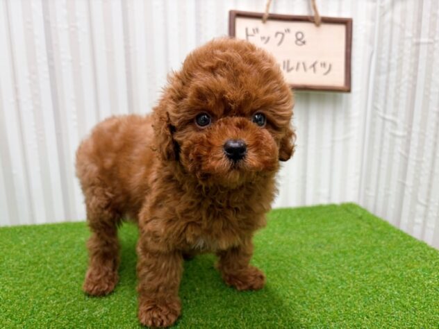 岡山県のトイプードル(トイ) (アミーゴ倉敷店/2025年12月27日生まれ/女の子/レッドフォーン)の子犬の2枚目の画像