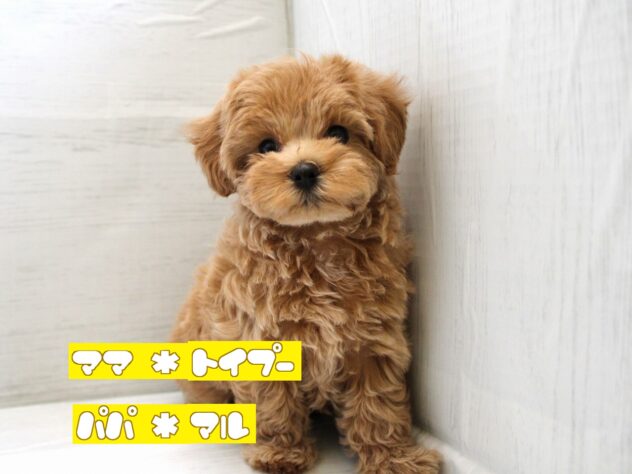 兵庫県のハーフ犬・ミックス犬 (ペット・プラザ アミーゴ神戸灘店/2025年12月18日生まれ/女の子/クリーム)の子犬の1枚目の画像