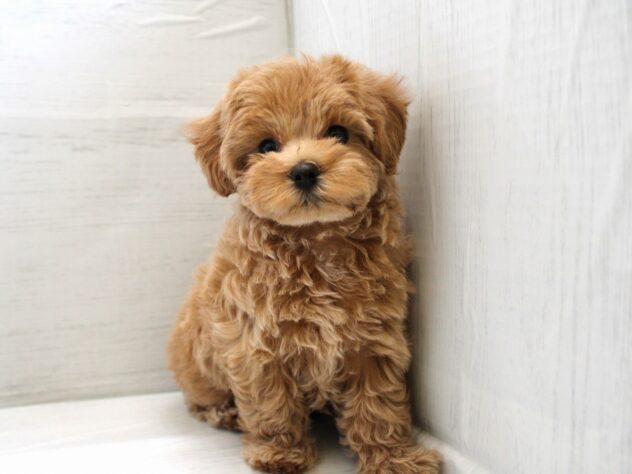 兵庫県のハーフ犬・ミックス犬 (ペット・プラザ アミーゴ神戸灘店/2025年12月18日生まれ/男の子/クリーム)の子犬