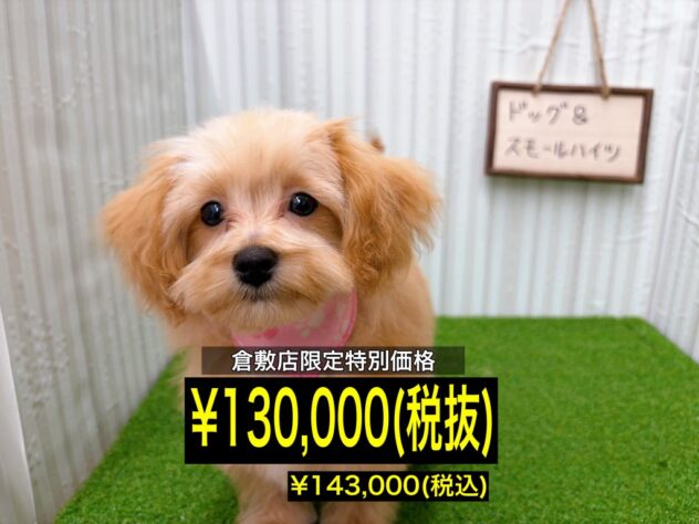 岡山県のハーフ犬・ミックス犬 (アミーゴ倉敷店/2025年10月18日生まれ/女の子/アプリコット)の子犬の1枚目の画像