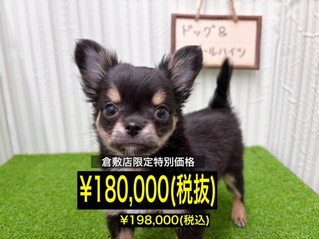 岡山県のチワワ(ロング) (アミーゴ倉敷店/2025年11月8日生まれ/男の子/ブラッククリームホワイト)の子犬の1枚目の画像