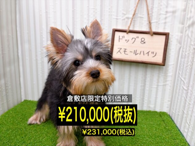 岡山県のヨークシャーテリア (アミーゴ倉敷店/2025年9月13日生まれ/女の子/スチールブルータン)の子犬の1枚目の画像