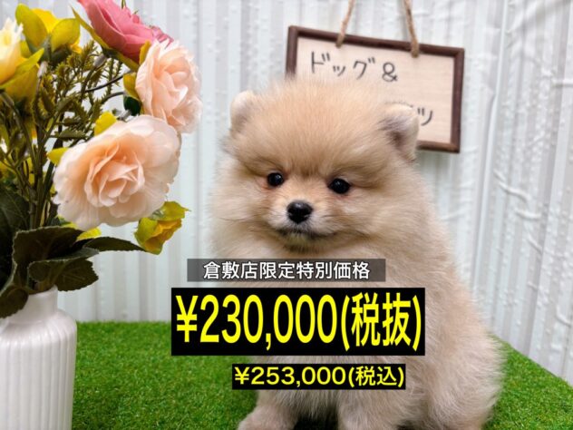岡山県のポメラニアン (アミーゴ倉敷店/2025年9月23日生まれ/女の子/クリームセーブル)の子犬の1枚目の画像