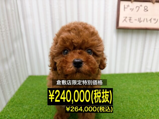 岡山県のトイプードル(トイ) (アミーゴ倉敷店/2025年12月27日生まれ/女の子/レッドフォーン)の子犬の1枚目の画像