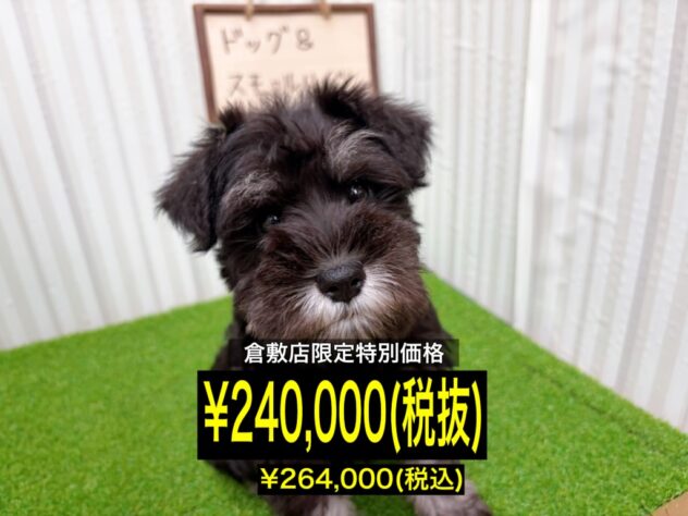 岡山県のミニチュアシュナウザー (アミーゴ倉敷店/2025年12月15日生まれ/女の子/ブラックシルバー)の子犬の1枚目の画像