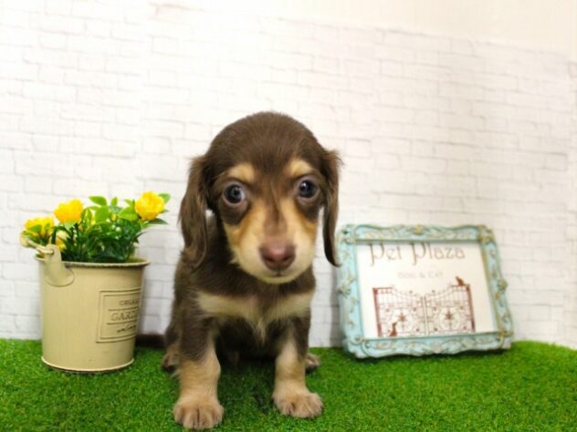 兵庫県のミニチュアダックスフンド(ロング) (ペット・プラザ アミーゴ尼崎昭和通店/2025年11月30日生まれ/男の子/チョコレートタン)の子犬の1枚目の画像