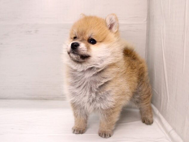 兵庫県のハーフ犬・ミックス犬 (ペット・プラザ アミーゴ神戸灘店/2025年12月6日生まれ/男の子/赤)の子犬の3枚目の画像