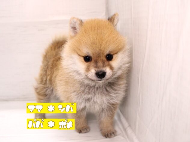 兵庫県のハーフ犬・ミックス犬 (ペット・プラザ アミーゴ神戸灘店/2025年12月6日生まれ/男の子/赤)の子犬の1枚目の画像