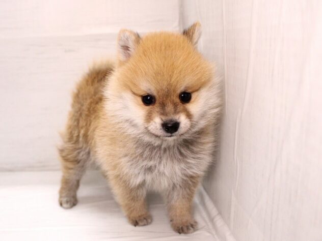 兵庫県のハーフ犬・ミックス犬 (ペット・プラザ アミーゴ神戸灘店/2025年12月6日生まれ/男の子/赤)の子犬の1枚目の画像