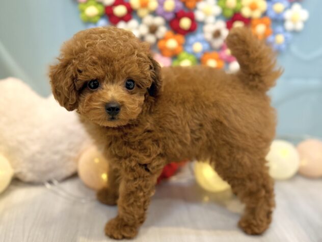 兵庫県のトイプードル(トイ) (ワンキャラット アミーゴ姫路飾磨店/2025年12月17日生まれ/男の子/レッドフォーン)の子犬の3枚目の画像