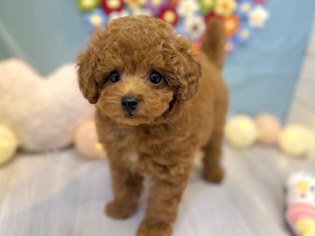 兵庫県のトイプードル(トイ) (ワンキャラット アミーゴ姫路飾磨店/2025年12月17日生まれ/男の子/レッドフォーン)の子犬の4枚目の画像