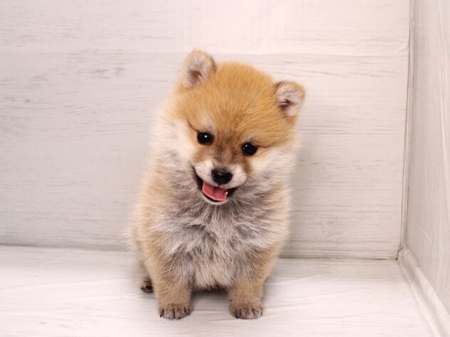 兵庫県のハーフ犬・ミックス犬 (ペット・プラザ アミーゴ神戸灘店/2025年12月6日生まれ/男の子/赤)の子犬の2枚目の画像