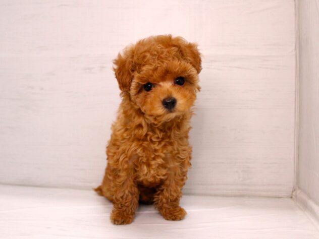 兵庫県のトイプードル(トイ) (ペット・プラザ アミーゴ神戸灘店/2025年12月7日生まれ/女の子/レッド)の子犬の3枚目の画像