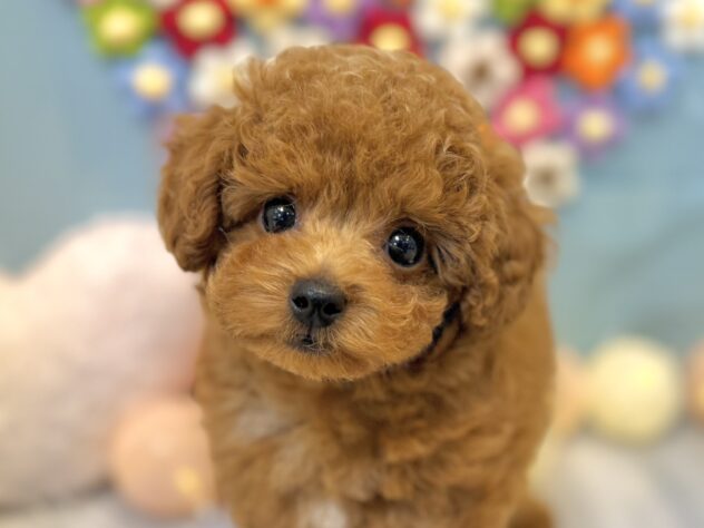 兵庫県のトイプードル(トイ) (ワンキャラット アミーゴ姫路飾磨店/2025年12月17日生まれ/男の子/レッドフォーン)の子犬の1枚目の画像