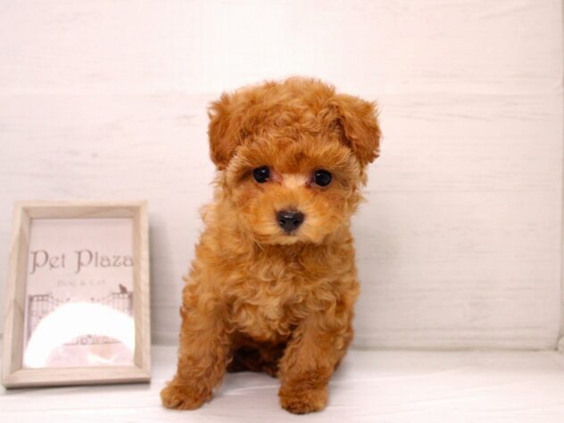 兵庫県のトイプードル(トイ) (ペット・プラザ アミーゴ神戸灘店/2025年12月7日生まれ/女の子/レッド)の子犬の2枚目の画像