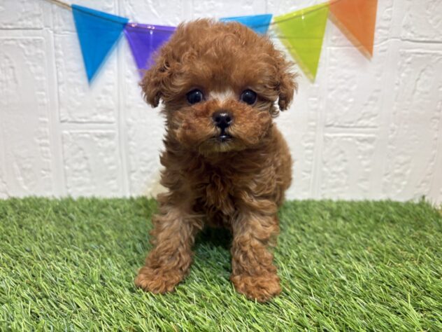 宮城県のトイプードル(トイ) (アミーゴ仙台富沢店/2025年12月2日生まれ/女の子/レッド)の子犬